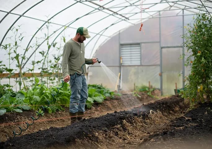 A grower watering seedlings inside a polytunnel