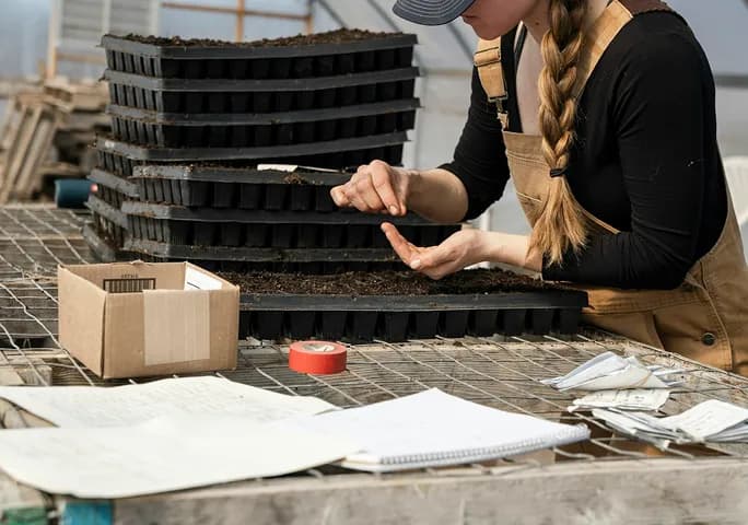 A nursery hand sowing seed trays at a potting bench