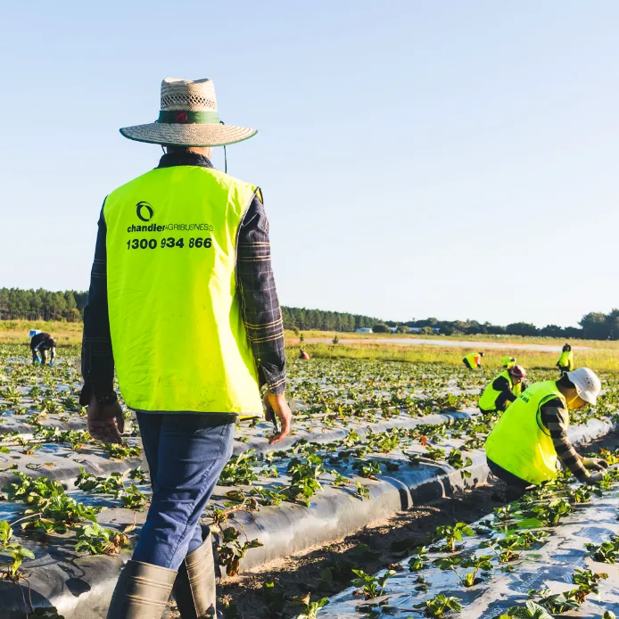One of our consultants out on the farm helping our workers.
